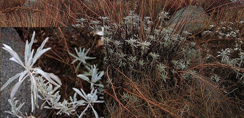 Sage White Salvia apiana